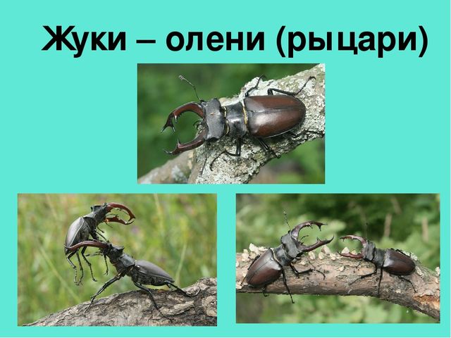 Презентация педагогической мастерской "Обучение грамоте детей дошкольного возраста"