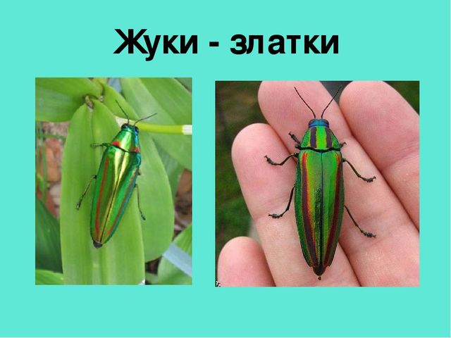 Презентация педагогической мастерской "Обучение грамоте детей дошкольного возраста"
