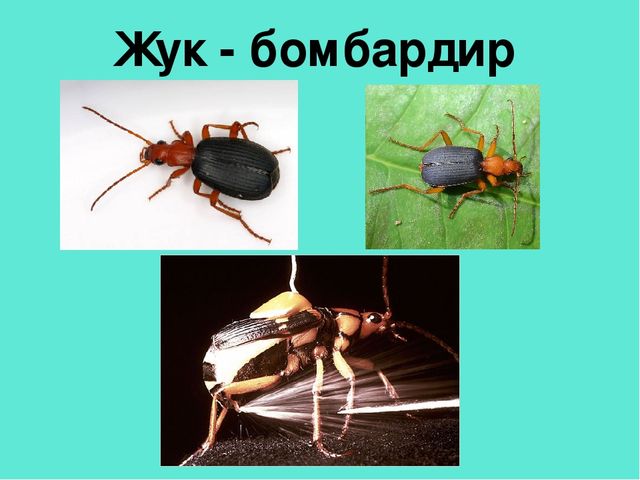 Презентация педагогической мастерской "Обучение грамоте детей дошкольного возраста"