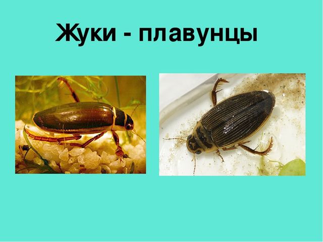 Презентация педагогической мастерской "Обучение грамоте детей дошкольного возраста"