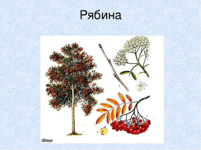 Презентация на тему: "Мы идём лесной тропой"