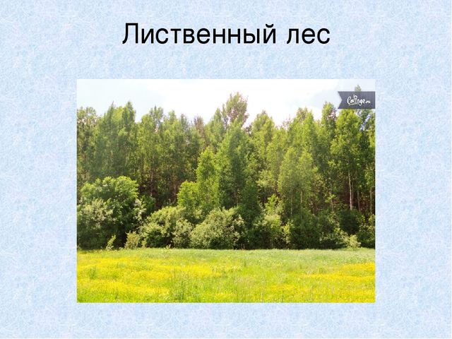 Презентация на тему: "Мы идём лесной тропой"