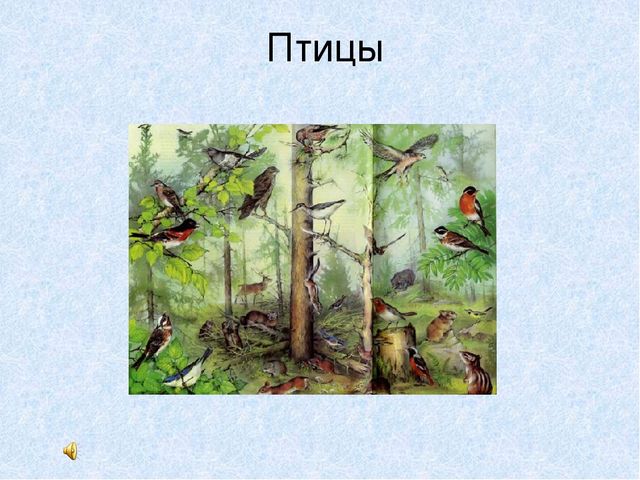 Презентация на тему: "Мы идём лесной тропой"