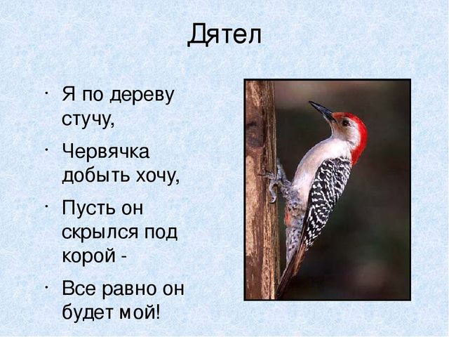Презентация на тему: "Мы идём лесной тропой"