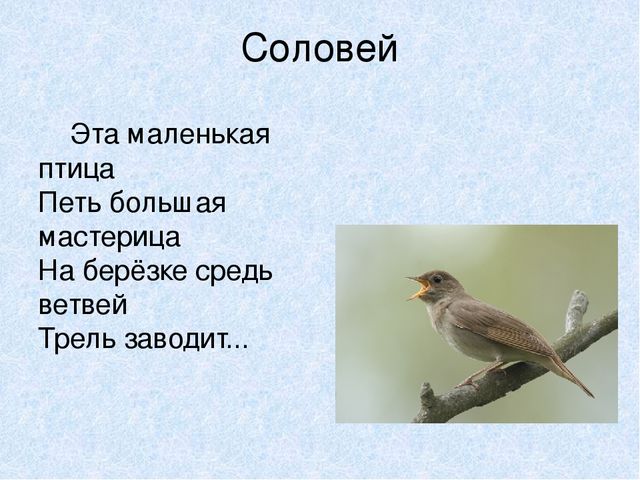 Презентация на тему: "Мы идём лесной тропой"