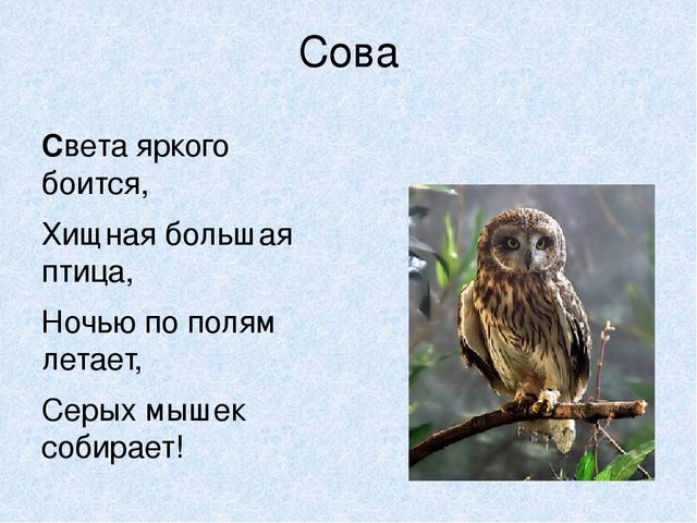 Презентация на тему: "Мы идём лесной тропой"