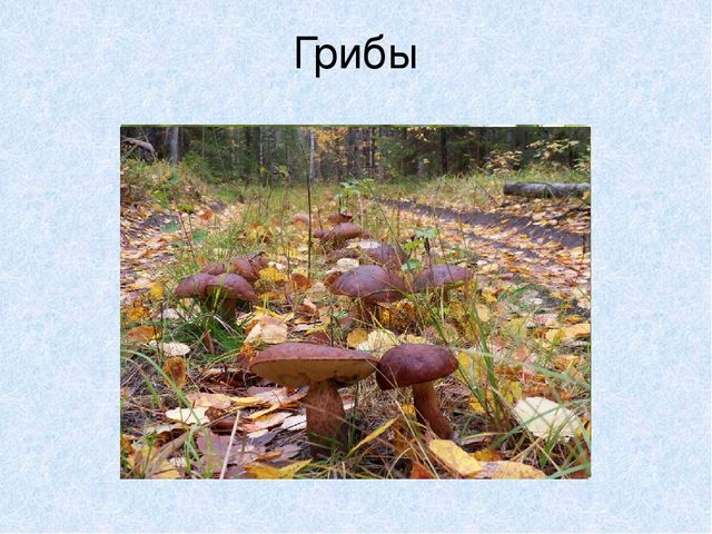 Презентация на тему: "Мы идём лесной тропой"