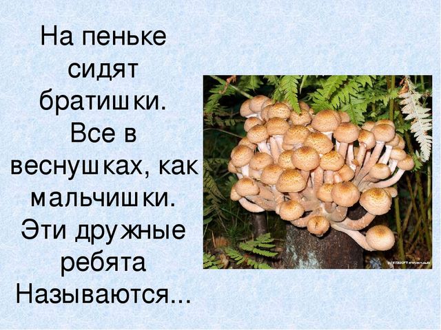 Презентация на тему: "Мы идём лесной тропой"