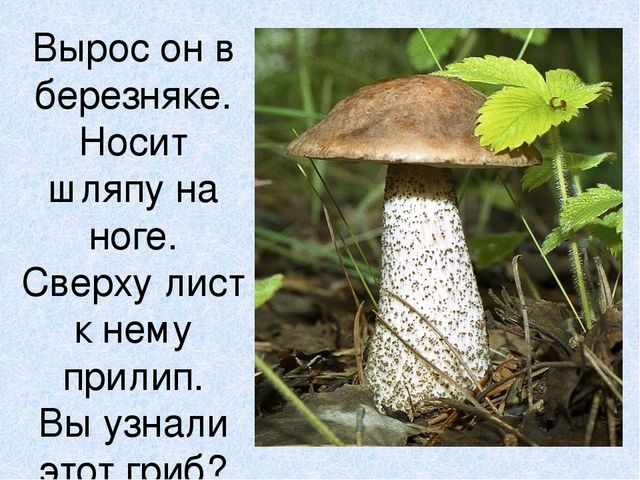 Презентация на тему: "Мы идём лесной тропой"