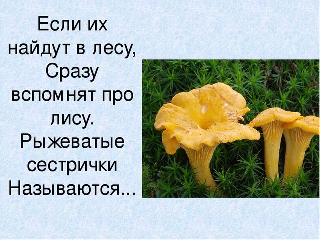 Презентация на тему: "Мы идём лесной тропой"