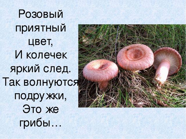 Презентация на тему: "Мы идём лесной тропой"