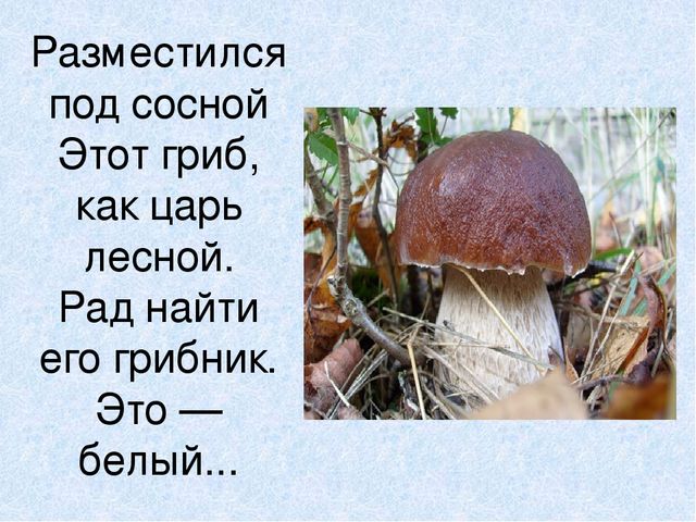 Презентация на тему: "Мы идём лесной тропой"