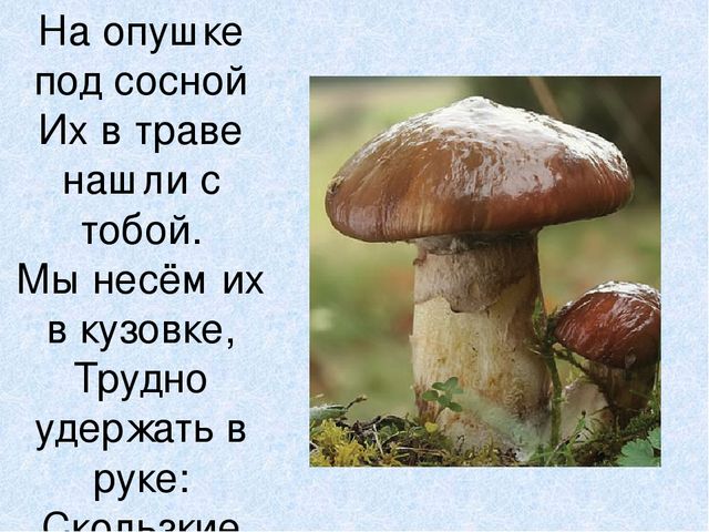 Презентация на тему: "Мы идём лесной тропой"