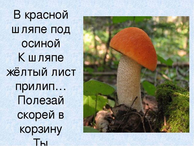 Презентация на тему: "Мы идём лесной тропой"