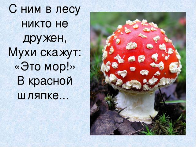 Презентация на тему: "Мы идём лесной тропой"