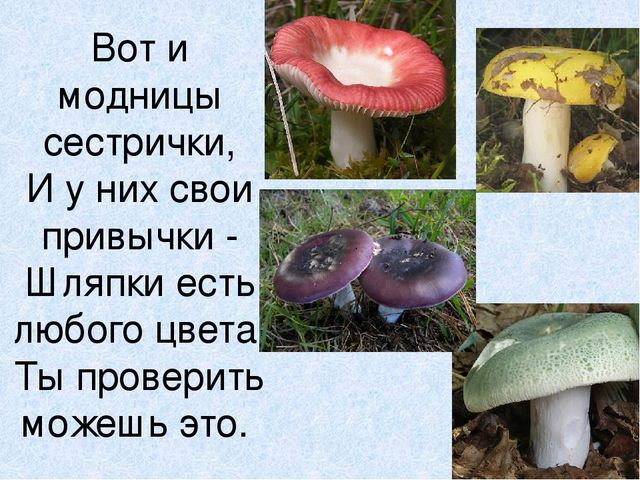 Презентация на тему: "Мы идём лесной тропой"