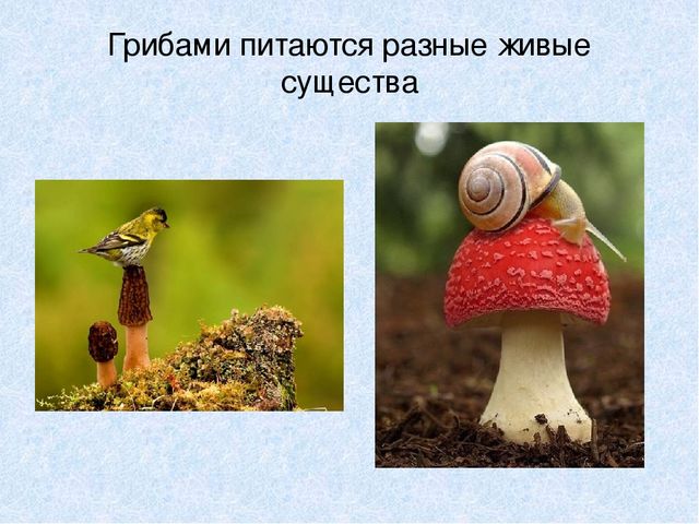 Презентация на тему: "Мы идём лесной тропой"