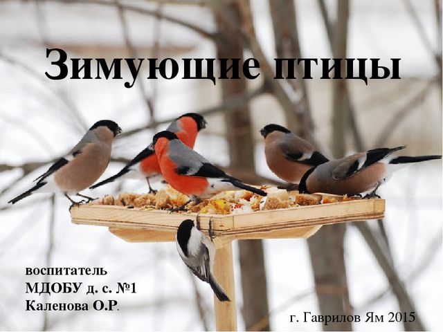 Экологический проект "Зимующие птицы"