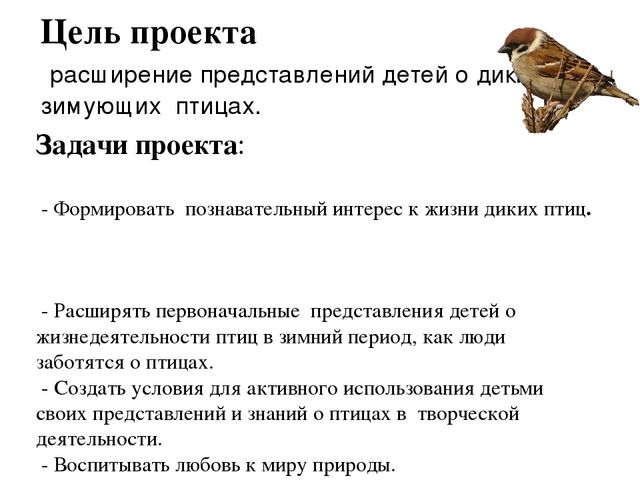 Экологический проект "Зимующие птицы"