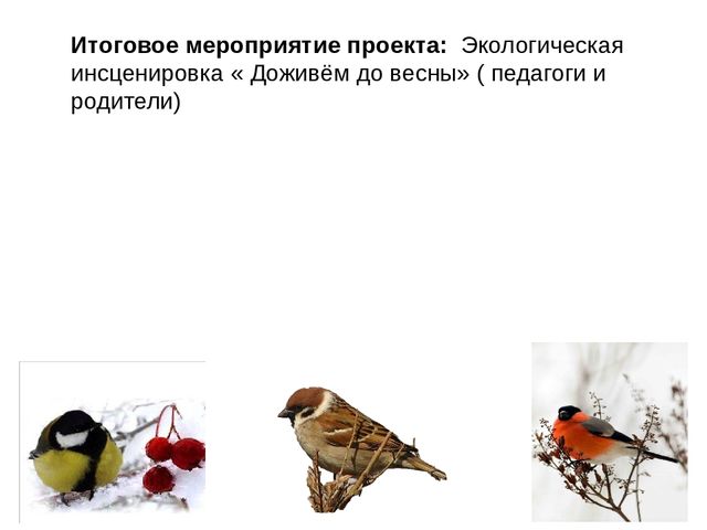 Экологический проект "Зимующие птицы"