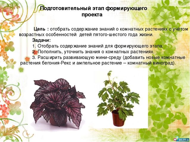 Опытно- экспериментальный проект по формирование знаний о комнатных растениях посредством ухода за ними у детей старшей группы