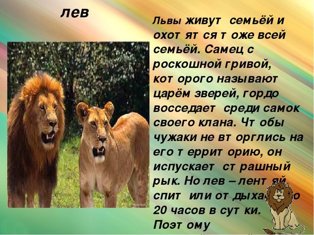 Презентация для дошкольников "Животные Африки"