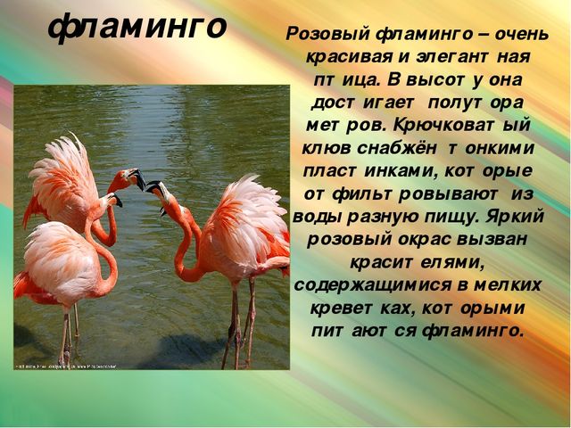 Презентация для дошкольников "Животные Африки"