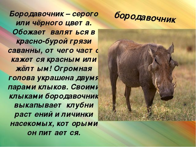 Презентация для дошкольников "Животные Африки"