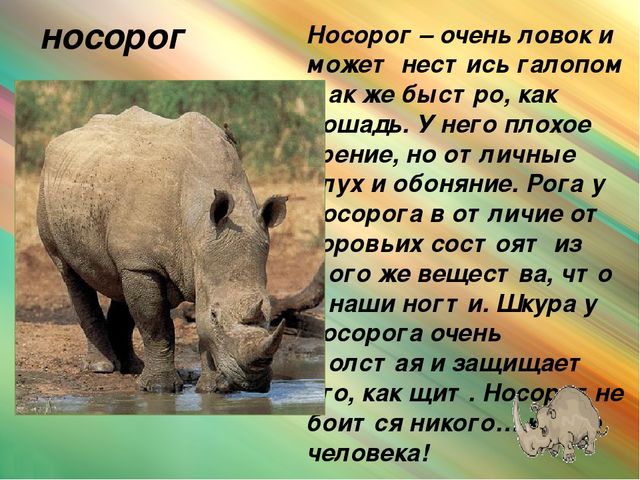 Презентация для дошкольников "Животные Африки"
