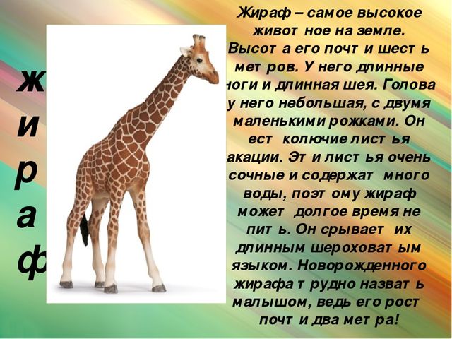 Презентация для дошкольников "Животные Африки"