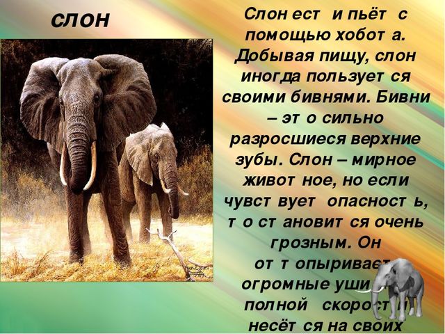 Презентация для дошкольников "Животные Африки"