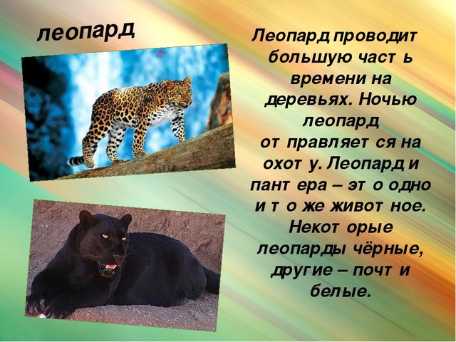 Презентация для дошкольников "Животные Африки"