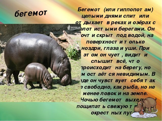 Презентация для дошкольников "Животные Африки"