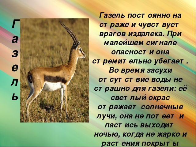 Презентация для дошкольников "Животные Африки"