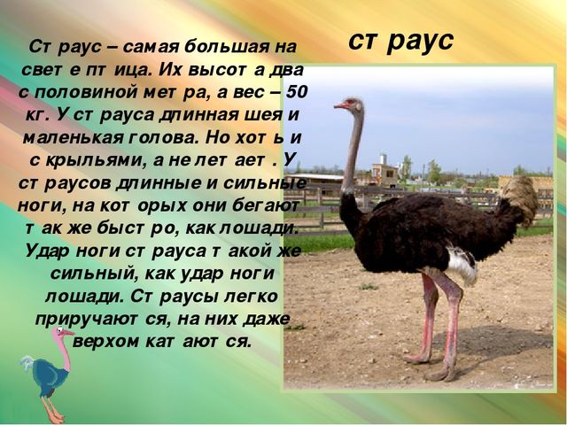 Презентация для дошкольников "Животные Африки"