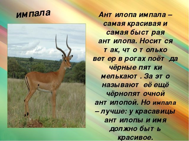 Презентация для дошкольников "Животные Африки"
