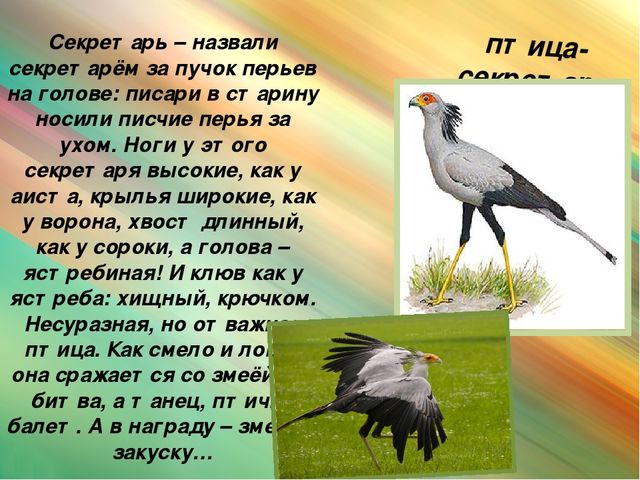 Презентация для дошкольников "Животные Африки"