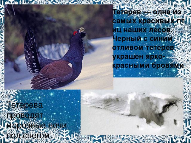Презентация. Характерные признаки зимы.