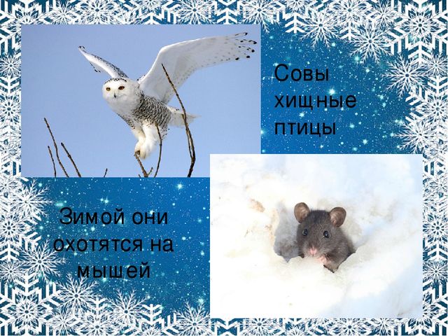 Презентация. Характерные признаки зимы.