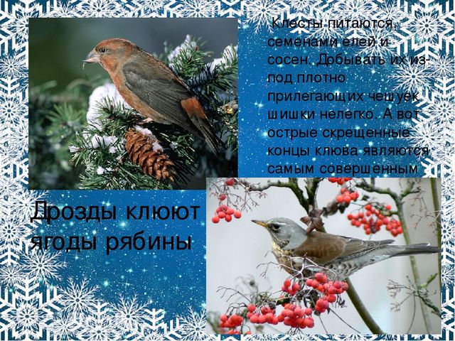 Презентация. Характерные признаки зимы.