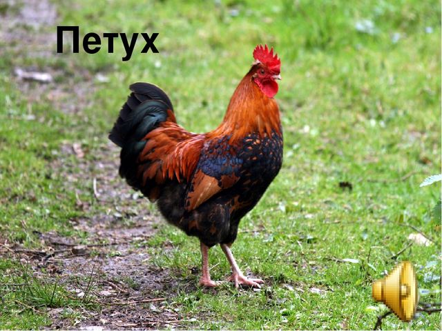 Организация речевой деятельности детей дошкольного возраста