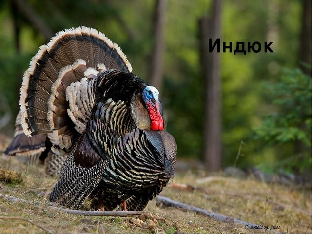 Организация речевой деятельности детей дошкольного возраста