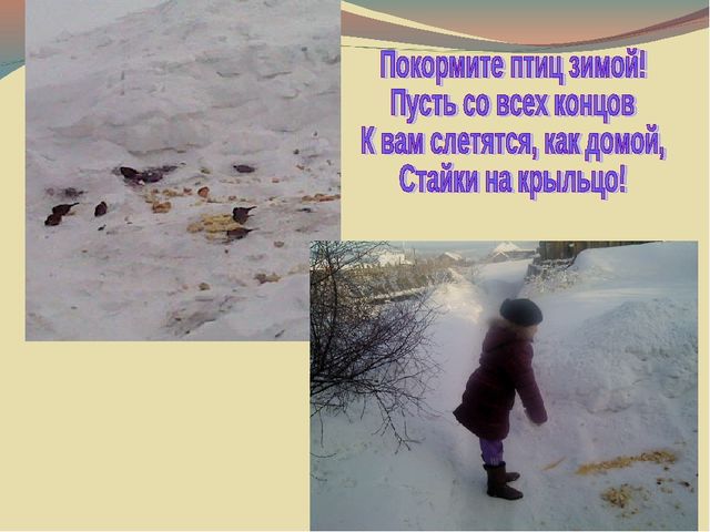 Презентация " Покормите птиц зимой!"