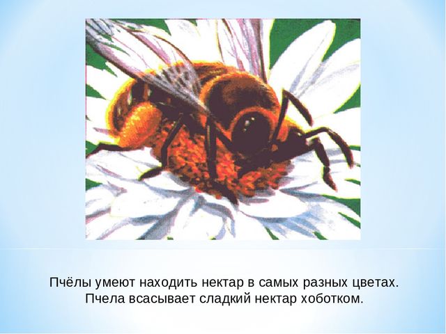 Презентация по окружающему миру "Как получается мед"