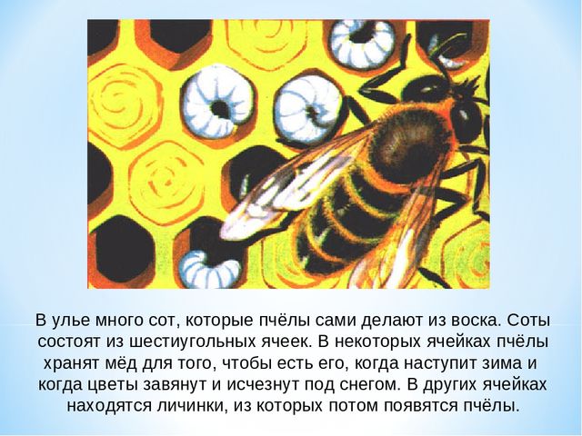Презентация по окружающему миру "Как получается мед"