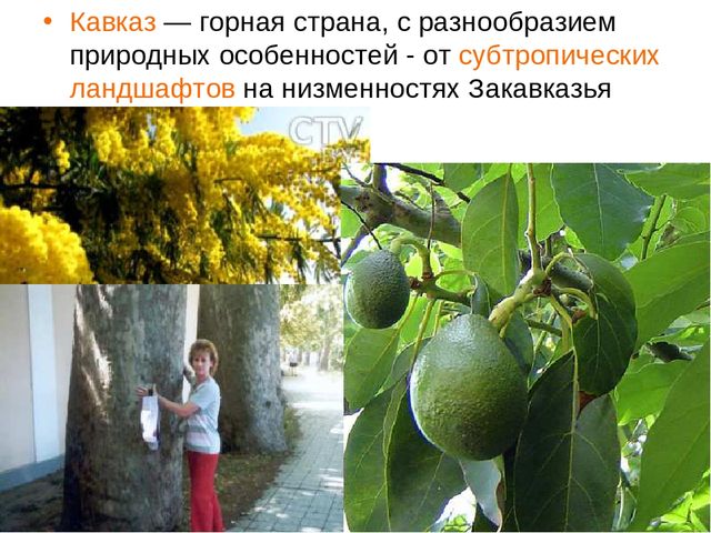 Презентация по окружающему миру в старшей группе "горы Кавказа"