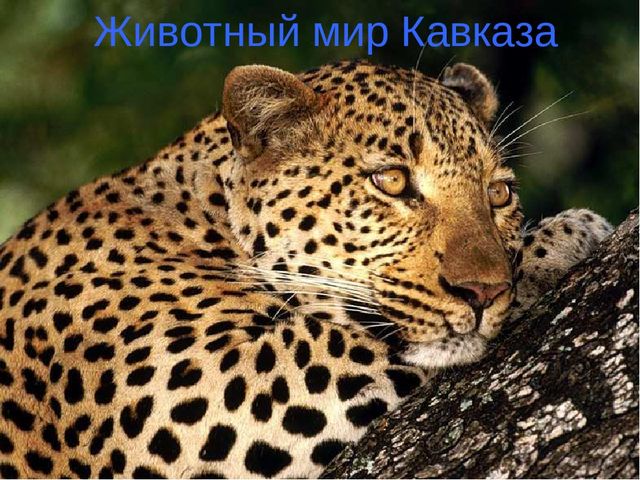 Презентация по окружающему миру в старшей группе "горы Кавказа"