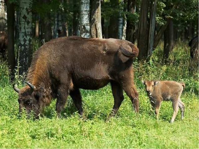 Презентация по окружающему миру в старшей группе "горы Кавказа"