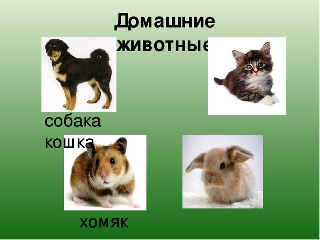 Презентация "Какие бывают животные?"