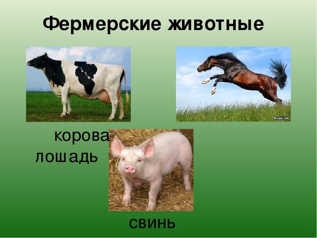 Презентация "Какие бывают животные?"
